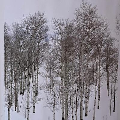 ‘Aspen Grove’ - Dick Cunningham Framed Photograph (BPR-RG)
