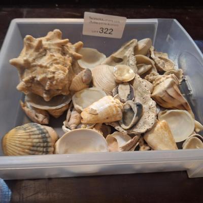 Sale Photo Thumbnail #1354: small tray of shells.