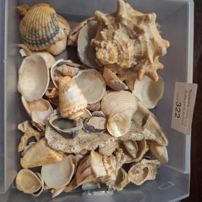 Sale Photo Thumbnail #1355: small tray of shells.