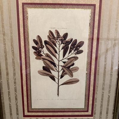 Two Botanical Framed Prints (LR-MG)