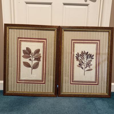 Two Botanical Framed Prints (LR-MG)