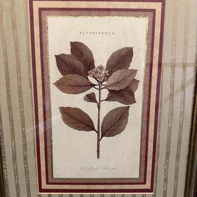Two Botanical Framed Prints (LR-MG)