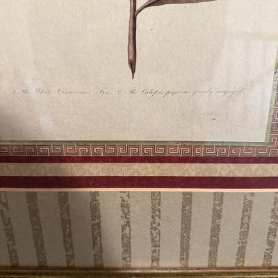 Two Botanical Framed Prints (LR-MG)