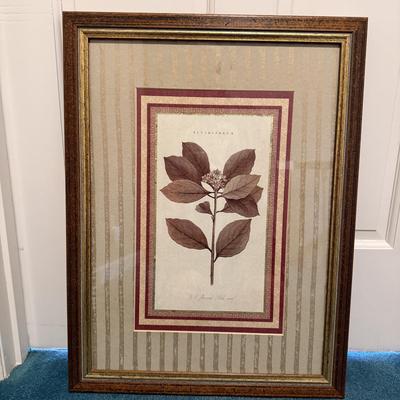 Two Botanical Framed Prints (LR-MG)