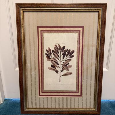 Two Botanical Framed Prints (LR-MG)
