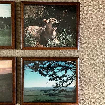 H402 Set of 6 Custom Burl Wood Framed African Animal Photographs