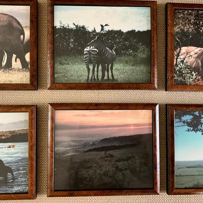 H402 Set of 6 Custom Burl Wood Framed African Animal Photographs
