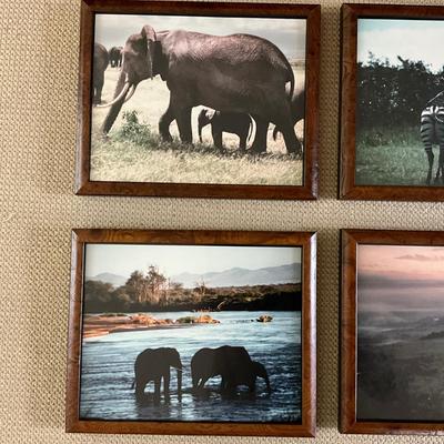 H402 Set of 6 Custom Burl Wood Framed African Animal Photographs