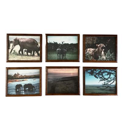 H402 Set of 6 Custom Burl Wood Framed African Animal Photographs