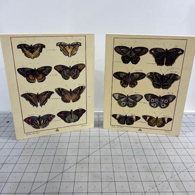 Butterfly Prints on Board
