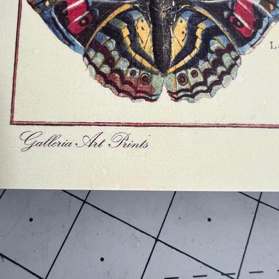 Butterfly Prints on Board