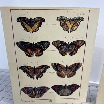 Butterfly Prints on Board