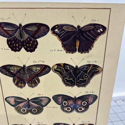 Butterfly Prints on Board