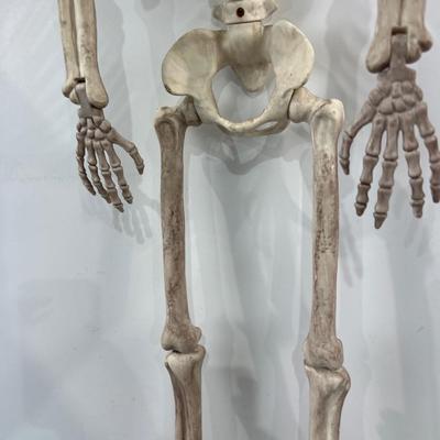 36" Skeleton - Posable