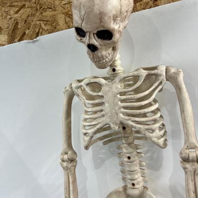 36" Skeleton - Posable