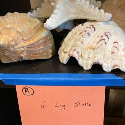 Sale Photo Thumbnail #341: 6 Large Shells