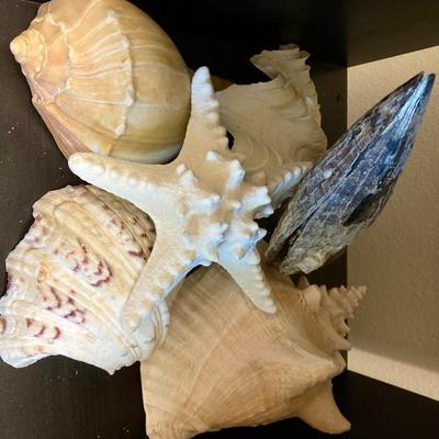 Sale Photo Thumbnail #339: 6 Large Shells