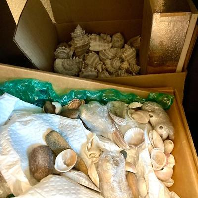 Sale Photo Thumbnail #348: Lot of 2 boxes shells.
smaller shells