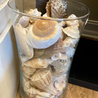 Sale Photo Thumbnail #350: 2 Large containers of Medium Shells
You are buying every item in the above photos