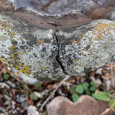 Bird Bath