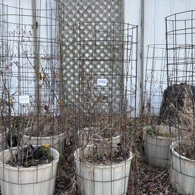 2 Tomato Cages and Tubs