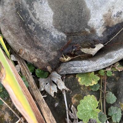 Little Dutch Girl (Chip on Bottom)