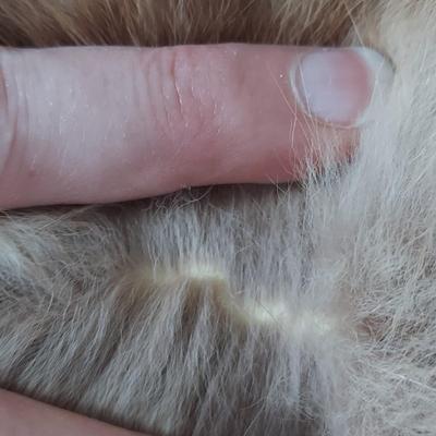 Vintage Accessories Incl Fur Collar, Beaded Bads & More (B2-BBL)