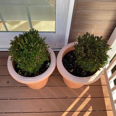 O543 Pair of Plastic Planter with Live Boxwood Trees