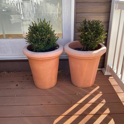 O543 Pair of Plastic Planter with Live Boxwood Trees