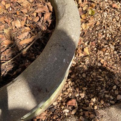 O550 Large Concrete Planter with Boxwood Tree