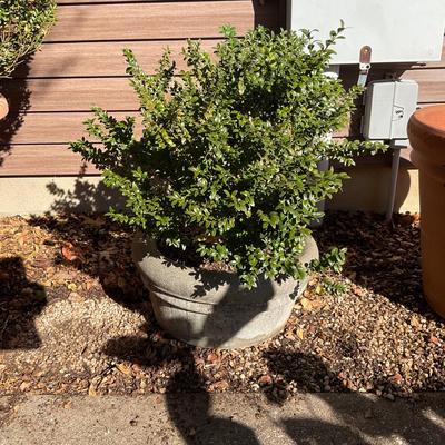 O550 Large Concrete Planter with Boxwood Tree