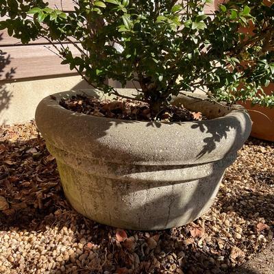O550 Large Concrete Planter with Boxwood Tree