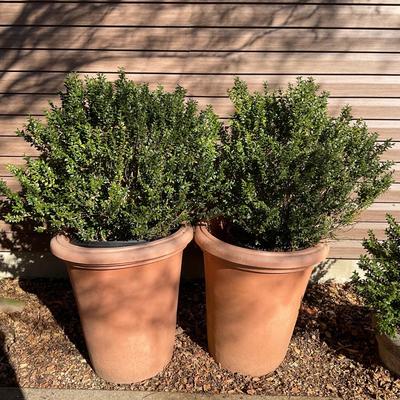 O551 Pair of Large Plastic Tall Planters with Live Boxwood Trees