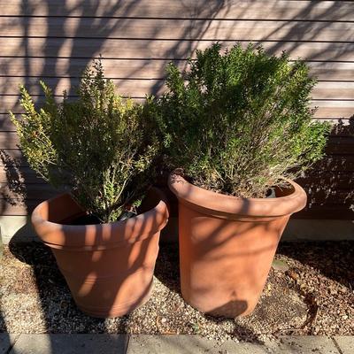 O552 Two Large Plastic Planters with Live Boxwood Trees
