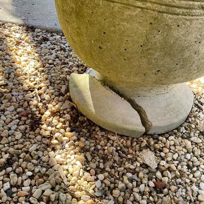 O553 Two Large Concrete Pedestal Planters with Boxwood Trees