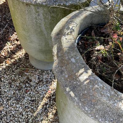 O553 Two Large Concrete Pedestal Planters with Boxwood Trees