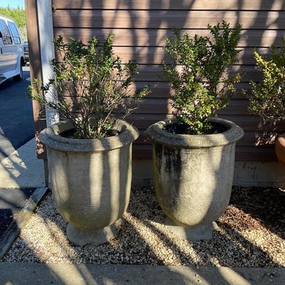 O553 Two Large Concrete Pedestal Planters with Boxwood Trees
