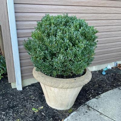 O579 Large Concrete Planter w/Boxwood Tree
