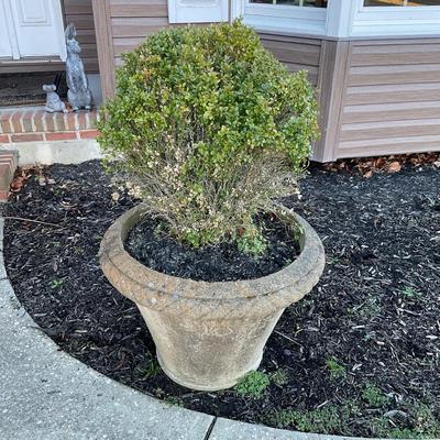 O580 Large Concrete Planter with/Boxwood Tree