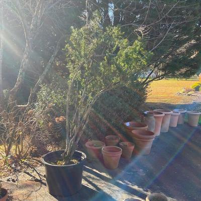 O567 Large 30 gallon Pot Japanese Yew Plum Pine Tree