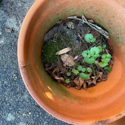 O569 Lot of four Terracotta Flower Pots with metal stand