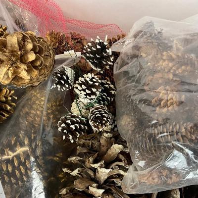 Z713 Large lot of Pinecones