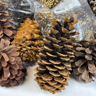 Z713 Large lot of Pinecones