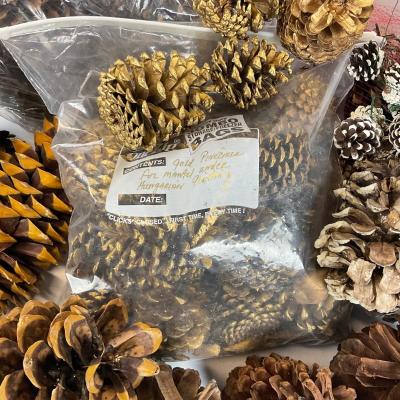 Z713 Large lot of Pinecones