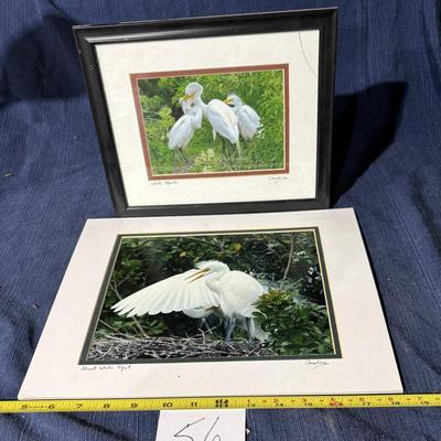 Egret Pictures By Caroline