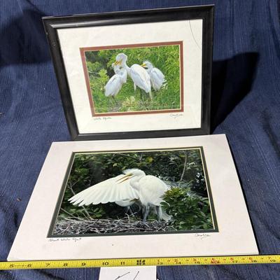 Egret Pictures By Caroline