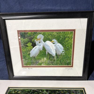 Egret Pictures By Caroline