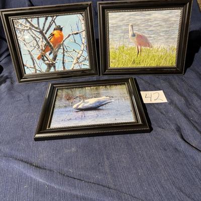 Bird Picture Lot
