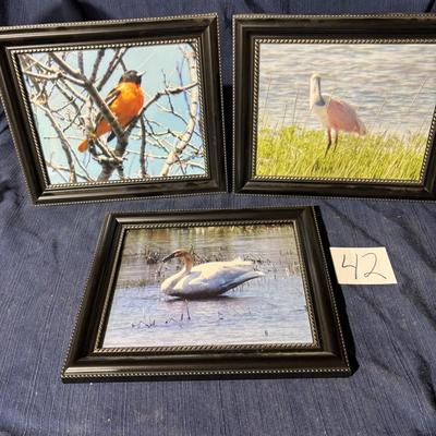 Bird Picture Lot