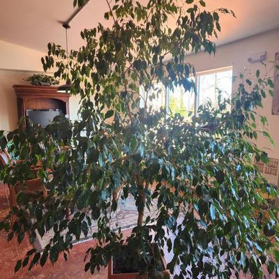 Sale Photo Thumbnail #128: Large potted ficus tree featuring dense, vibrant green foliage. Planted in a rectangular terracotta-style planter and suitable for indoor display. Shows signs of healthy growth with a full canopy ideal for adding greenery to interiors. Exact height and di